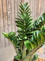 Zdjęcie rośliny Zamioculcas Zenzi, ujęcie 4