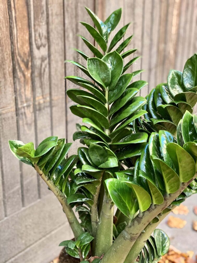 Zdjęcie rośliny Zamioculcas Zenzi, ujęcie 4