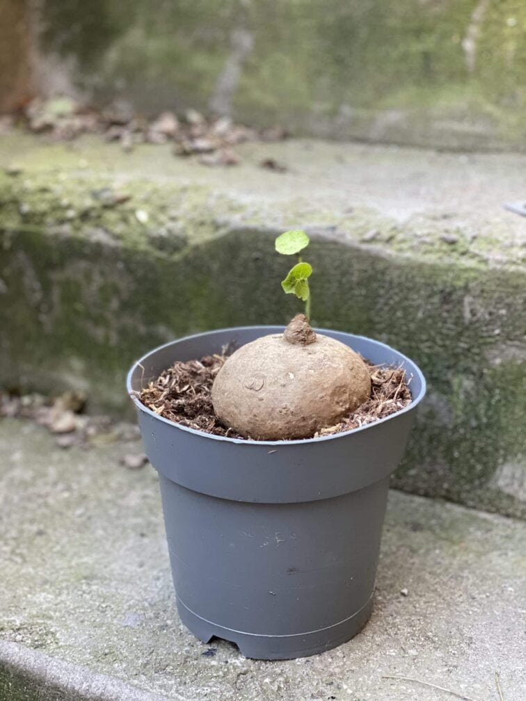 Zdjęcie rośliny Stephania erecta, ujęcie 2