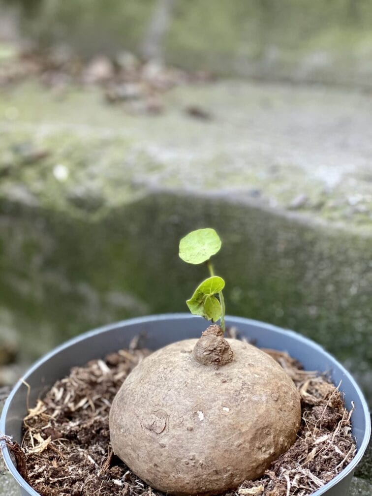Zdjęcie rośliny Stephania erecta, ujęcie 3