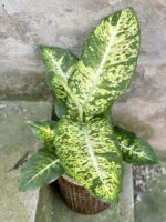 Zdjęcie rośliny Dieffenbachia Mars, ujęcie 1
