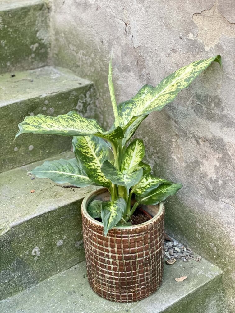 Zdjęcie rośliny Dieffenbachia Mars, ujęcie 2