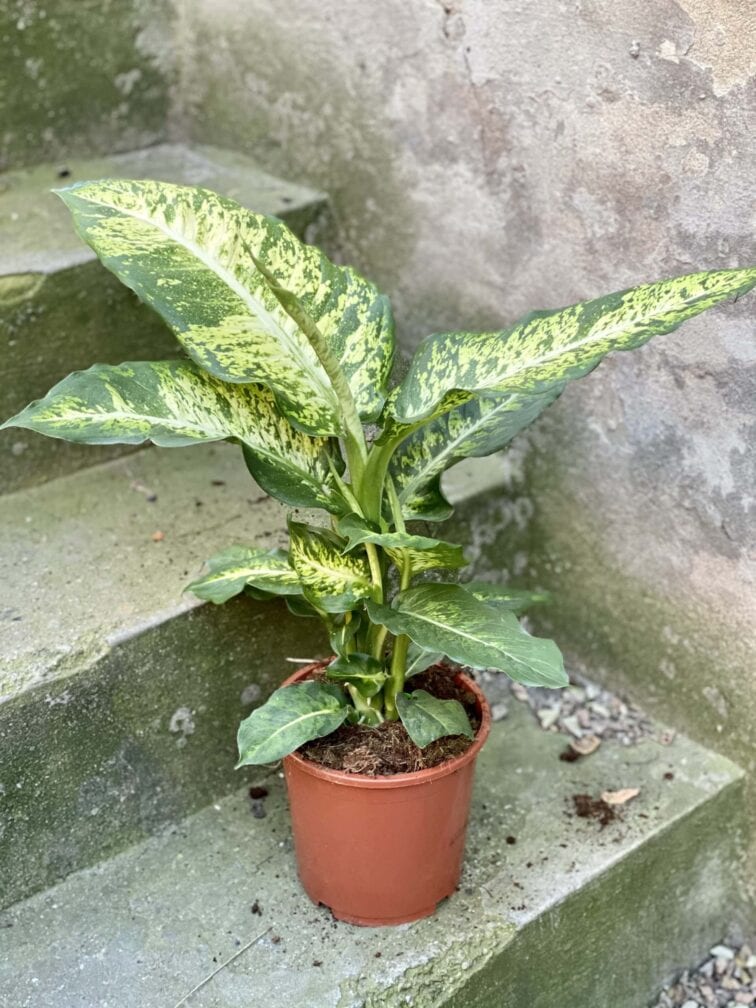 Zdjęcie rośliny Dieffenbachia Mars, ujęcie 3