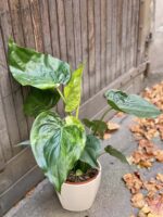 Zdjęcie rośliny Alocasia cucullata variegata, ujęcie 1