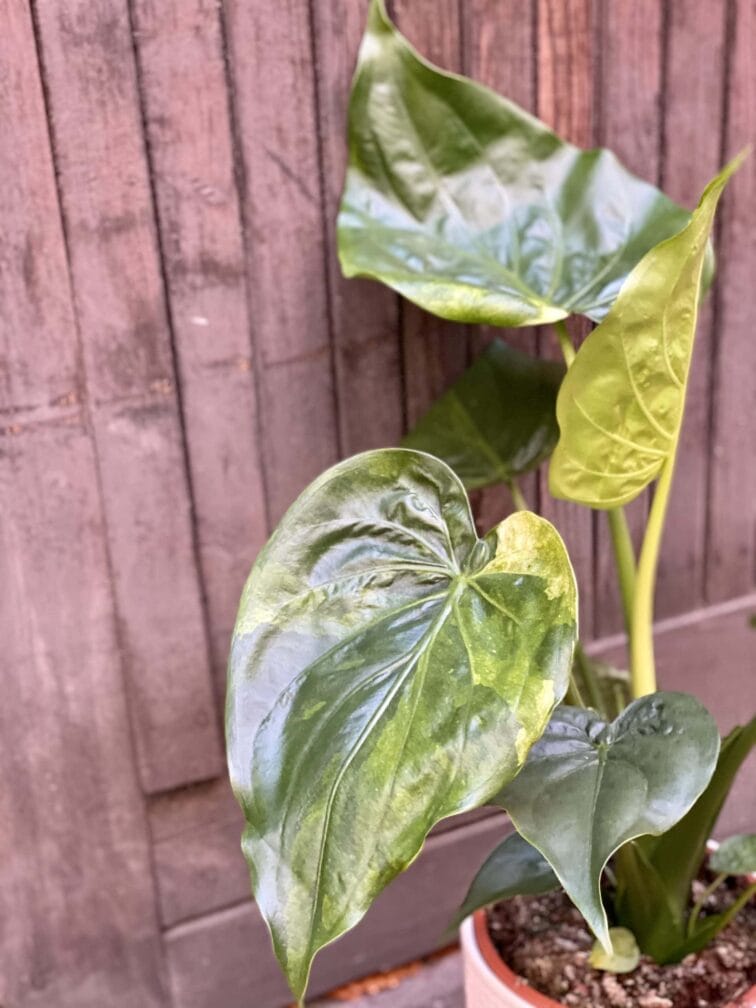 Zdjęcie rośliny Alocasia cucullata variegata, ujęcie 2
