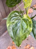 Zdjęcie rośliny Alocasia cucullata variegata, ujęcie 3