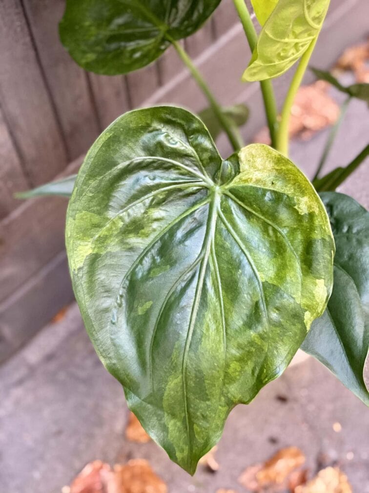 Zdjęcie rośliny Alocasia cucullata variegata, ujęcie 3