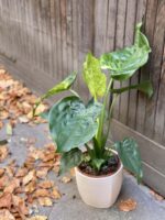 Zdjęcie rośliny Alocasia cucullata variegata, ujęcie 4