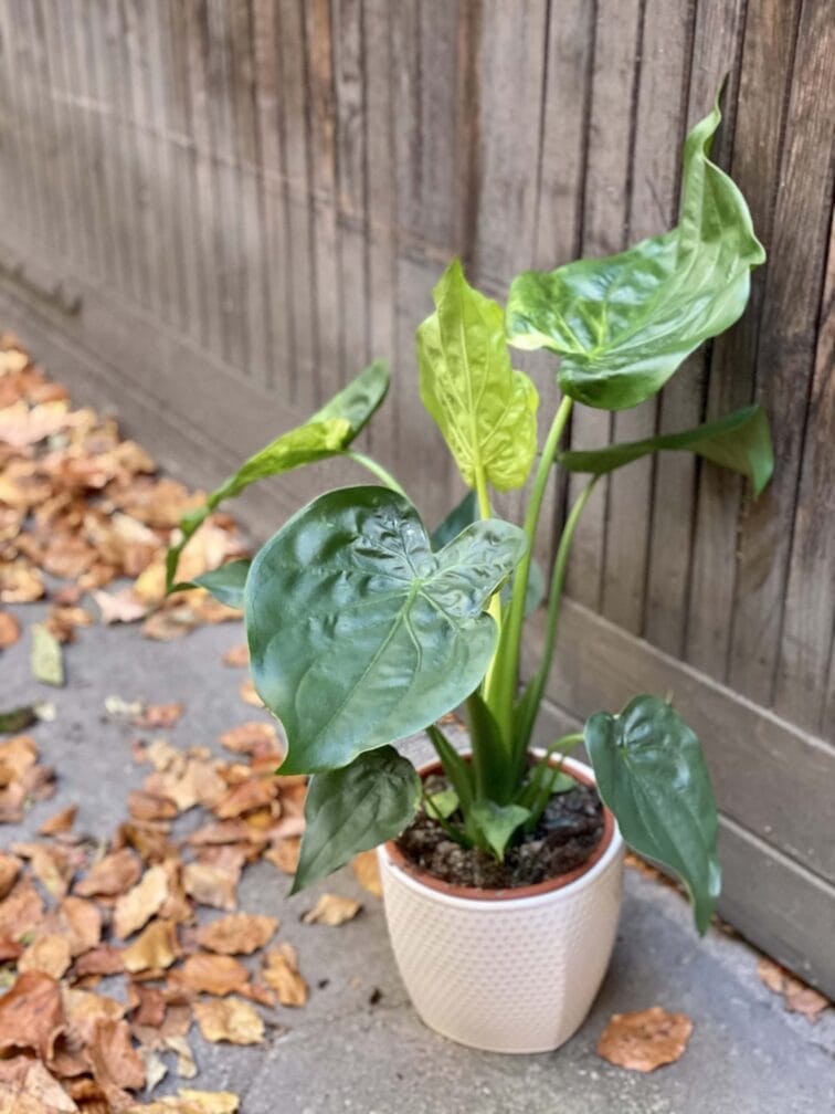 Zdjęcie rośliny Alocasia cucullata variegata, ujęcie 4