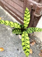 Zdjęcie rośliny Calathea Lancifolia, ujęcie 1