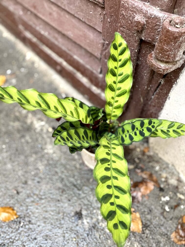 calathea-lancifolia_10x14-0.jpg Zdjęcie rośliny Calathea Lancifolia, ujęcie 1