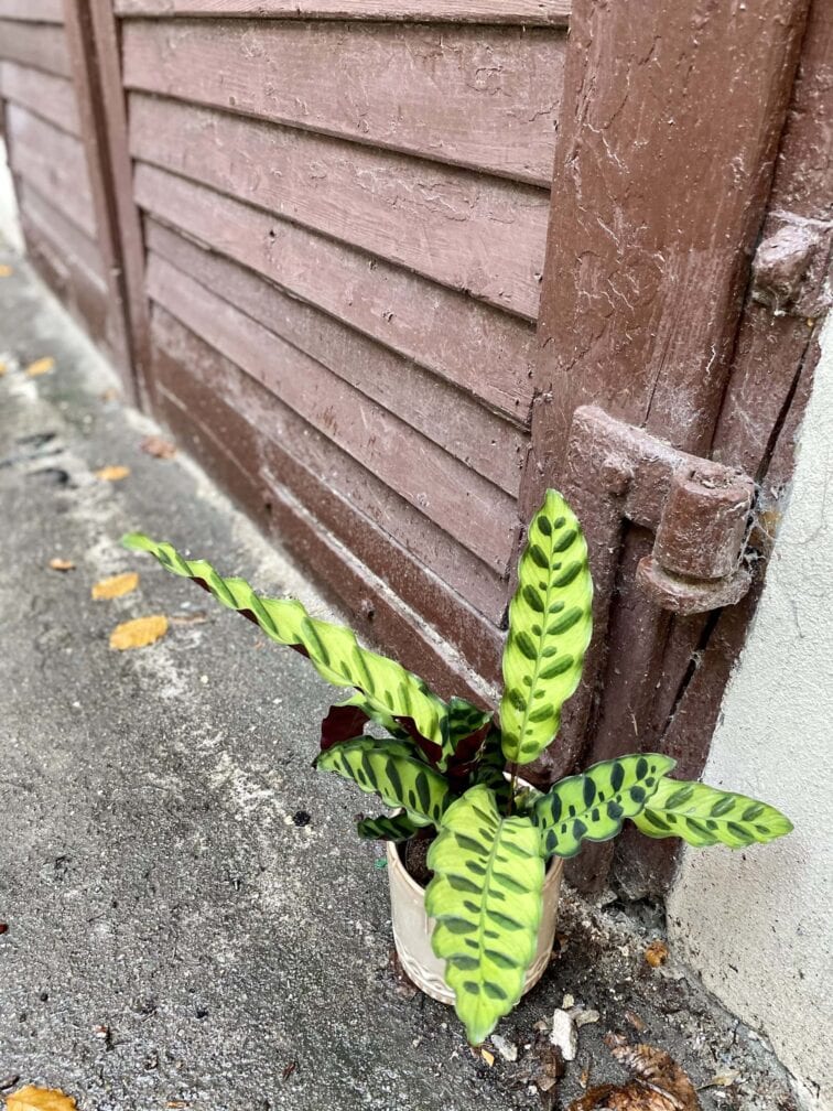 Zdjęcie rośliny Calathea Lancifolia, ujęcie 2