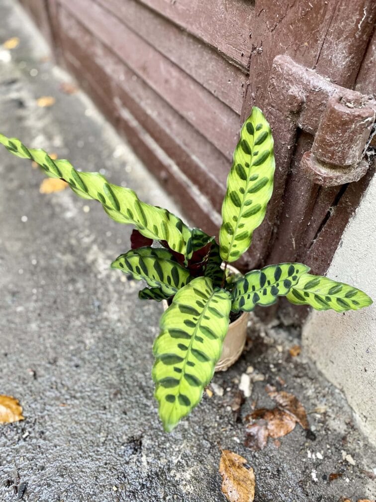 Zdjęcie rośliny Calathea Lancifolia, ujęcie 3