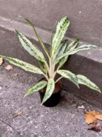 Zdjęcie rośliny Aglaonema Peackock, ujęcie 1
