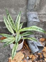 Zdjęcie rośliny Aglaonema Peackock, ujęcie 2