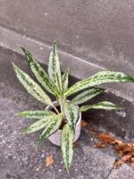 Zdjęcie rośliny Aglaonema Peackock, ujęcie 3
