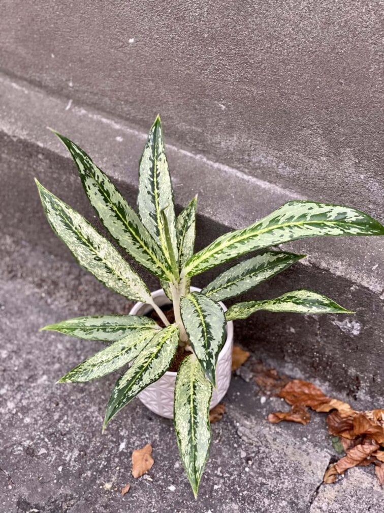 Zdjęcie rośliny Aglaonema Peackock, ujęcie 3