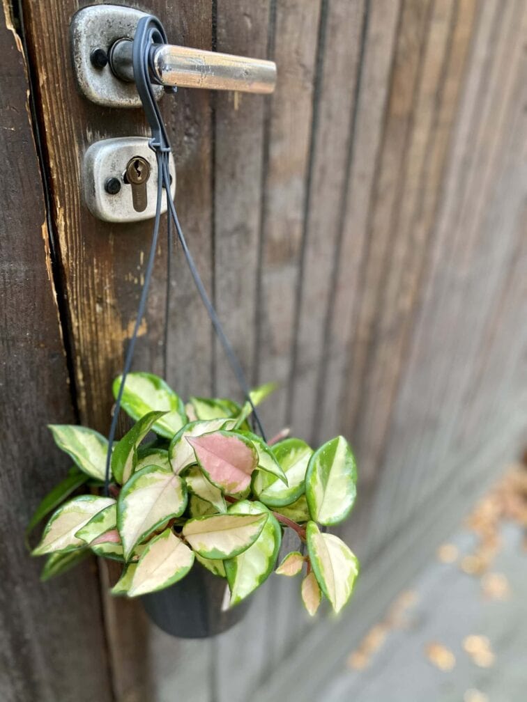 Zdjęcie rośliny Hoya Carnosa Tricolor, ujęcie 1