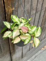 Zdjęcie rośliny Hoya Carnosa Tricolor, ujęcie 3