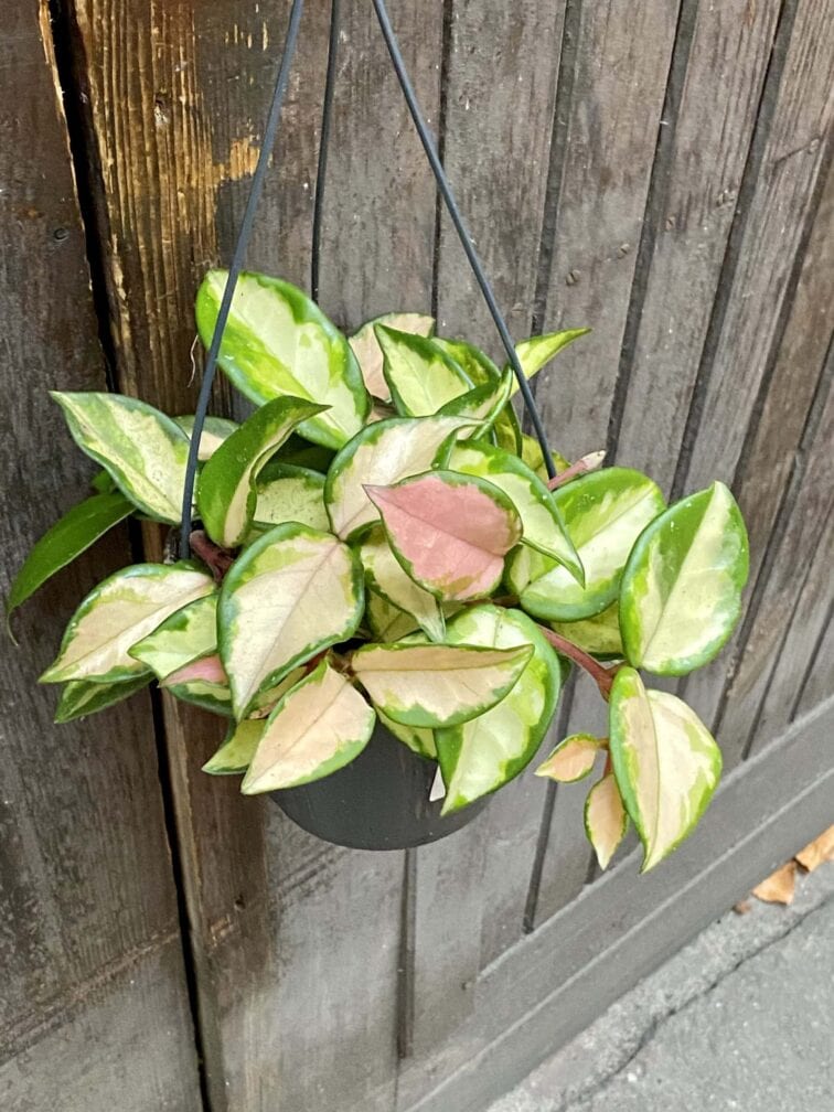 Zdjęcie rośliny Hoya Carnosa Tricolor, ujęcie 3