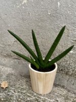 Zdjęcie doniczki lub oslonki: Osłonka drewniana Wooden 9x10 cm, ujęcie 2