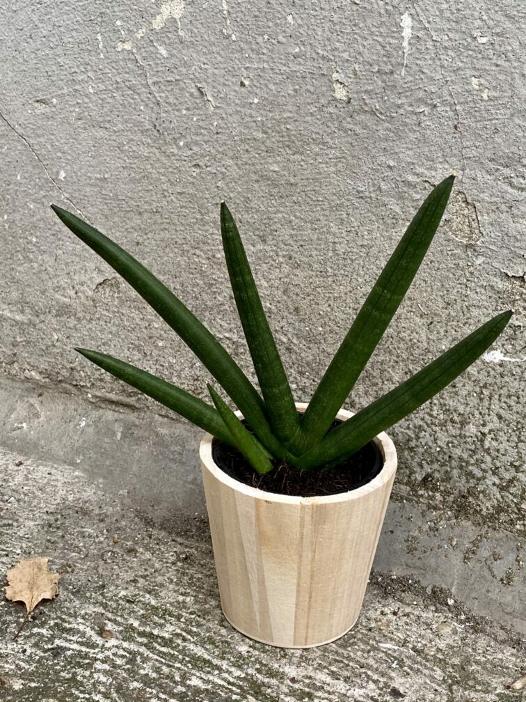 Zdjęcie doniczki lub oslonki: Osłonka drewniana Wooden 9x10 cm, ujęcie 2