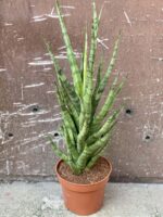 Zdjęcie rośliny Sansevieria cylindrica Torch, ujęcie 1