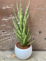 Zdjęcie rośliny Sansevieria cylindrica Torch, ujęcie 2