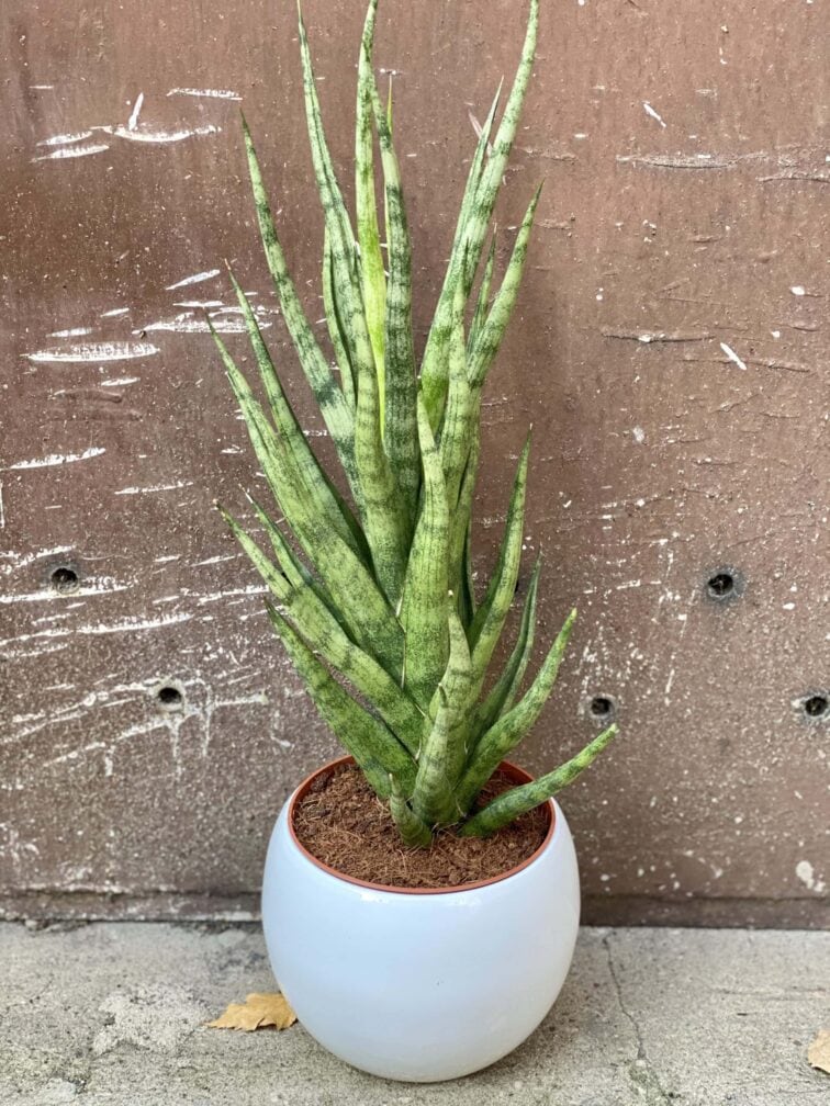 Zdjęcie rośliny Sansevieria cylindrica Torch, ujęcie 2