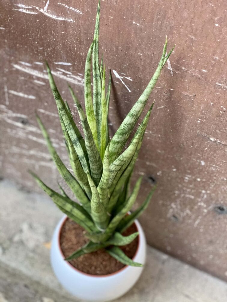 Zdjęcie rośliny Sansevieria cylindrica Torch, ujęcie 3