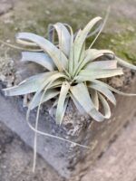 Zdjęcie rośliny Tillandsia xerograph, ujęcie 1
