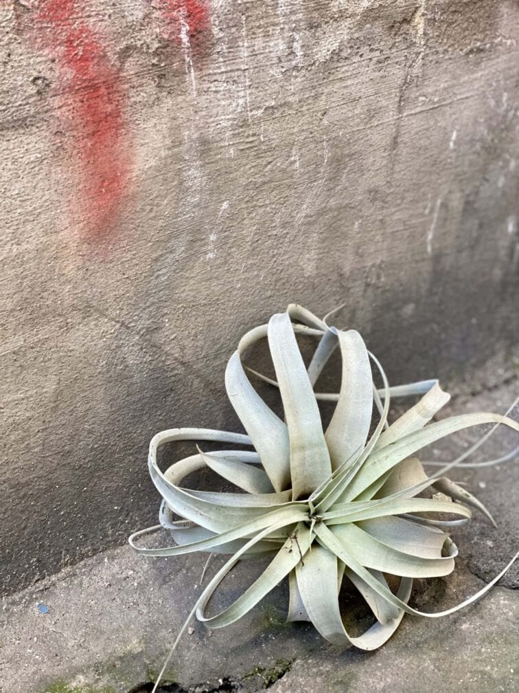 Zdjęcie rośliny Tillandsia xerograph, ujęcie 2