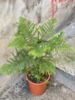 Zdjęcie rośliny Araucaria, ujęcie 1