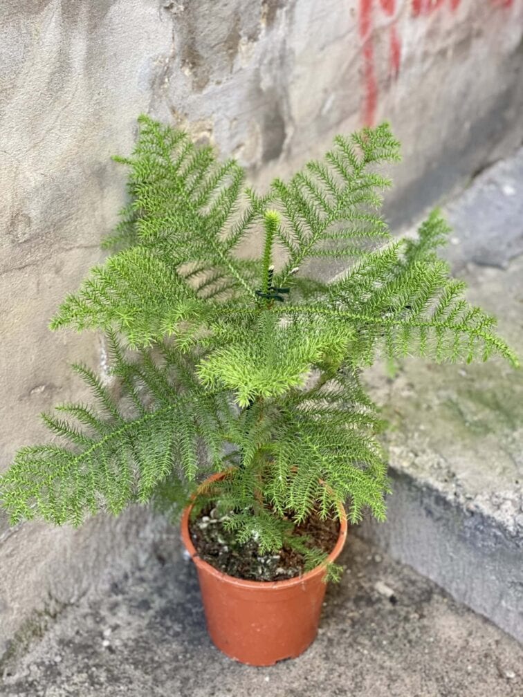 Zdjęcie rośliny Araucaria, ujęcie 1