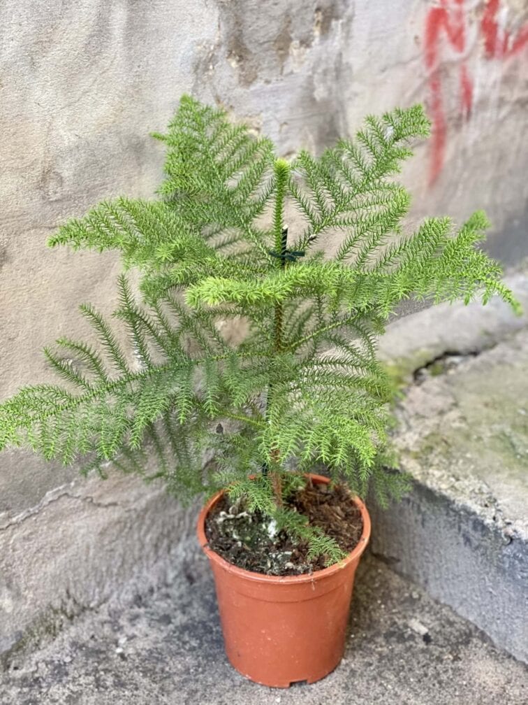 Zdjęcie rośliny Araucaria, ujęcie 3
