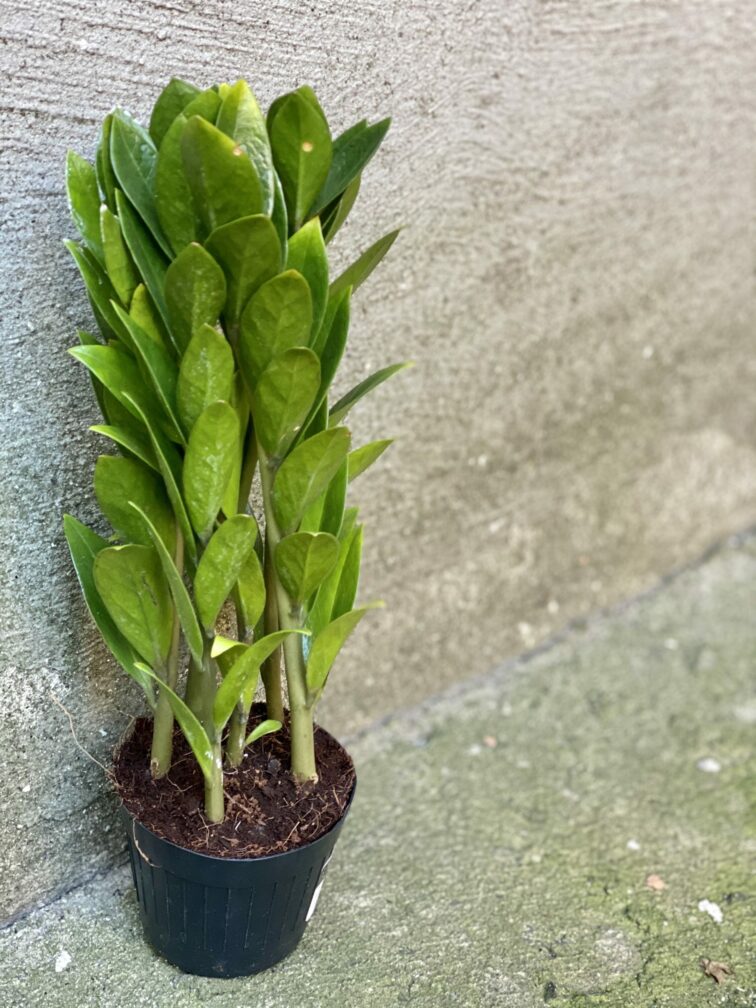 zamioculcas-zamicro_10x35-0.jpg Zdjęcie rośliny Zamioculcas zamicro, ujęcie 1