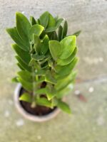 Zdjęcie rośliny Zamioculcas zamicro, ujęcie 2
