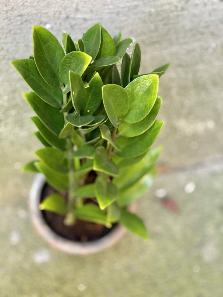 Zdjęcie rośliny Zamioculcas zamicro, ujęcie 2