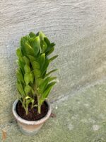 Zdjęcie rośliny Zamioculcas zamicro, ujęcie 3