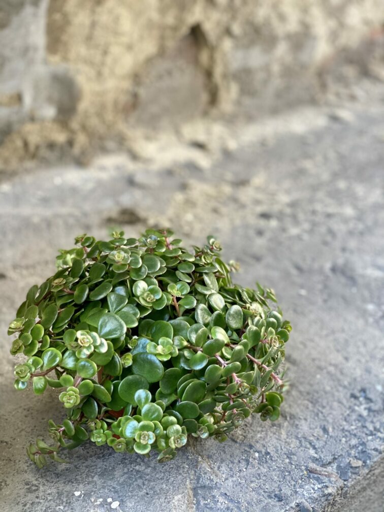 sedum-tundra-tornado_9x15-0.jpg Zdjęcie rośliny Sedum Tundra Tornado, ujęcie 1