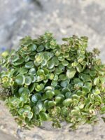 Zdjęcie rośliny Sedum Tundra Tornado, ujęcie 2