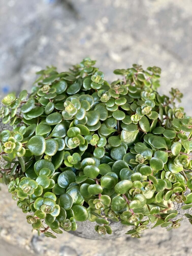 Zdjęcie rośliny Sedum Tundra Tornado, ujęcie 2