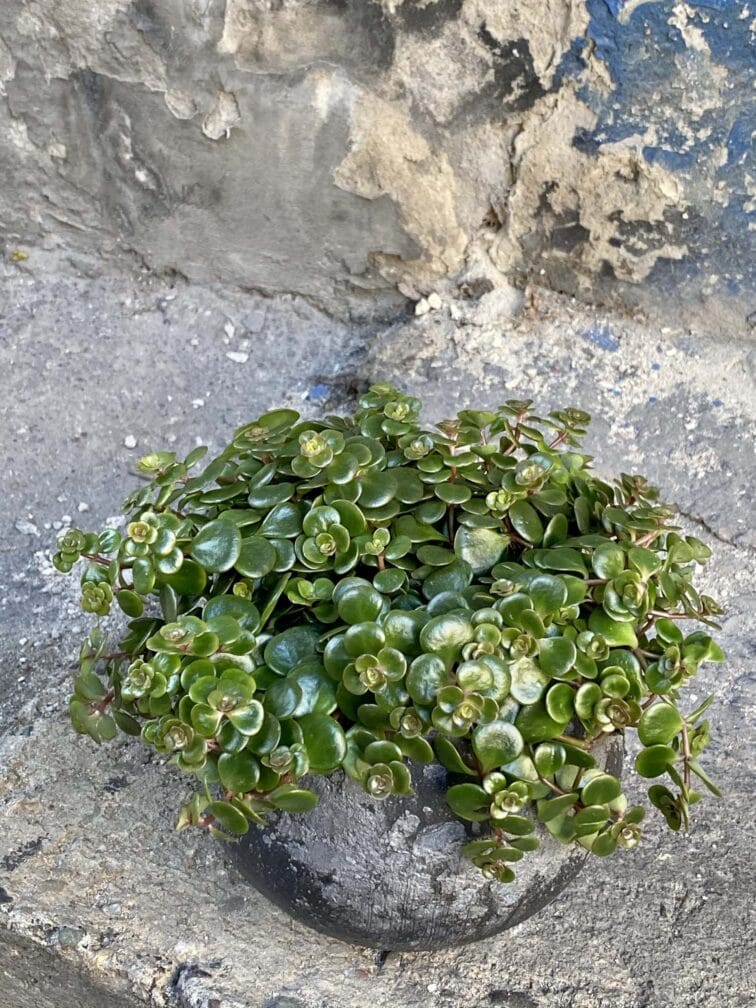 Zdjęcie rośliny Sedum Tundra Tornado, ujęcie 3