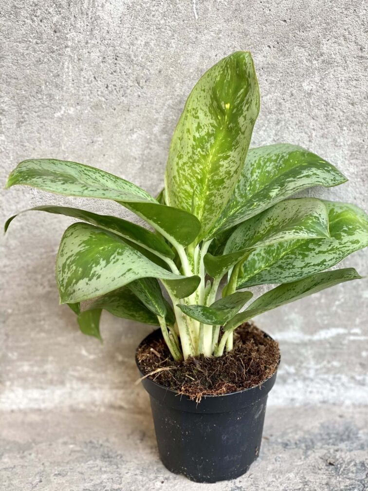 Zdjęcie rośliny Aglaonema Key Lime, ujęcie 1