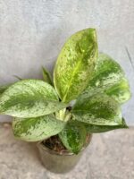Zdjęcie rośliny Aglaonema Key Lime, ujęcie 3