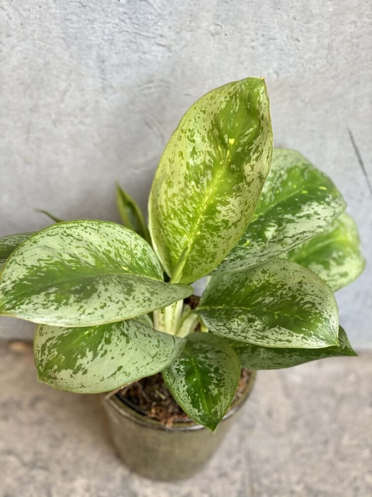 Zdjęcie rośliny Aglaonema Key Lime, ujęcie 3
