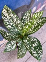 Zdjęcie rośliny Dieffenbachia White Etna, ujęcie 1