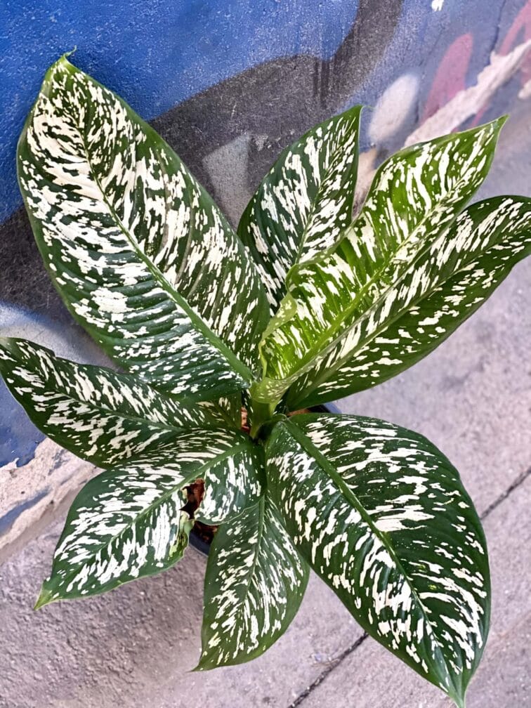 dieffenbachia-white-etna_28x85-0.jpg Zdjęcie rośliny Dieffenbachia White Etna, ujęcie 1