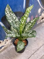 Zdjęcie rośliny Dieffenbachia White Etna, ujęcie 2