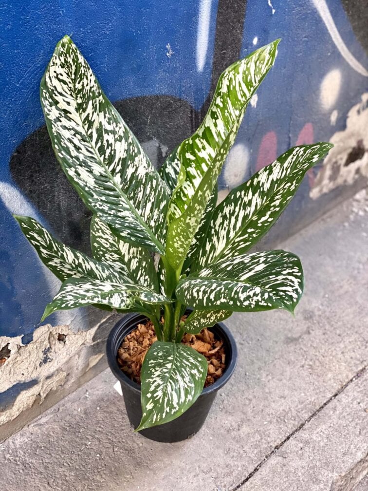Zdjęcie rośliny Dieffenbachia White Etna, ujęcie 2